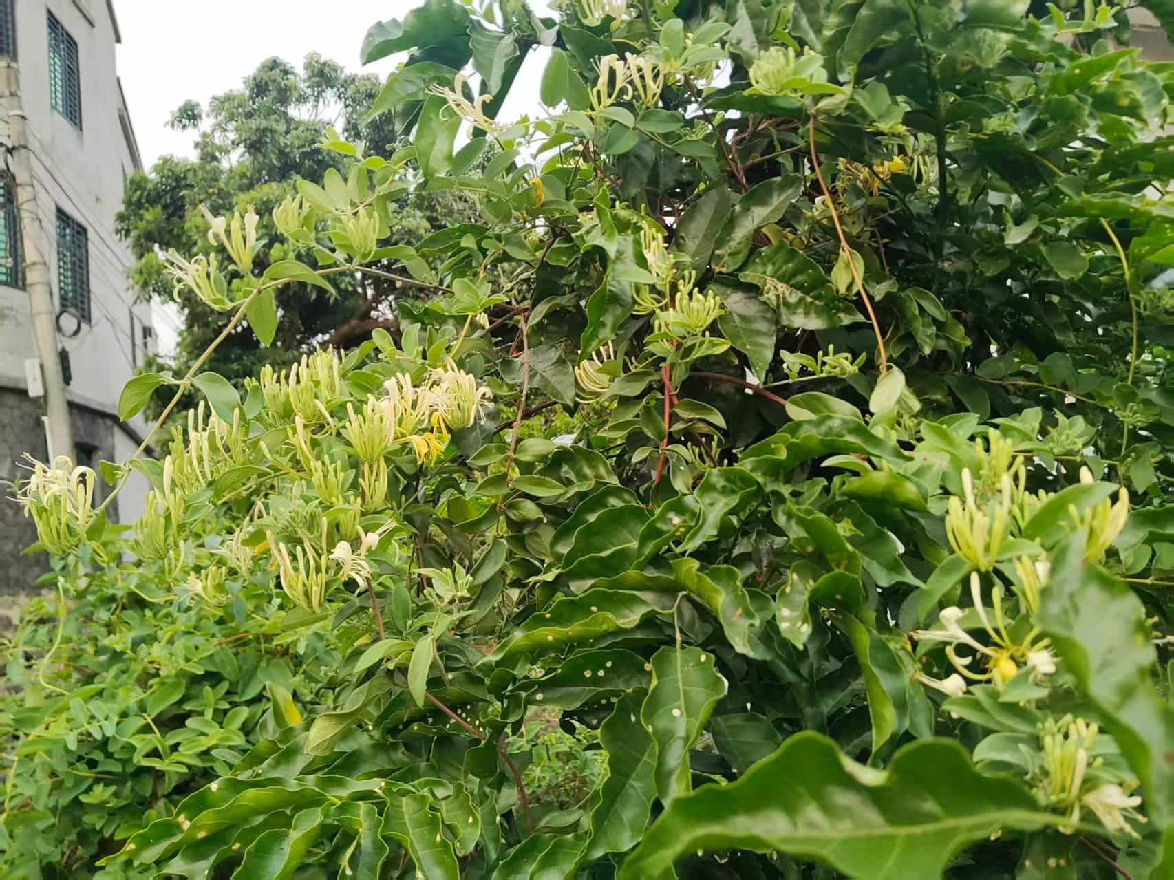 外婆种的金银花